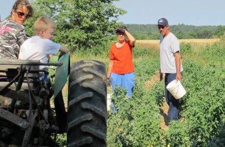 Potato Digging Image